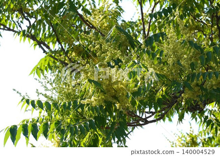 Ailanthus altissima flowers, May 2026 Ailanthus altissima flowers, May 2026 140004529