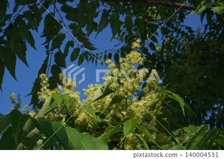 Ailanthus altissima flowers, May 2026 Ailanthus altissima flowers, May 2026 140004531