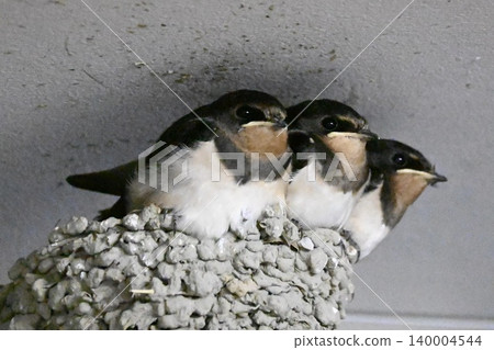 Swallow chicks lined up in the nest Swallow chicks lined up in the nest 140004544
