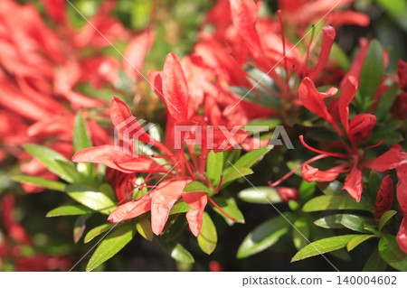 花瓣和葉子都很細的杜鵑花“小月小月” 140004602