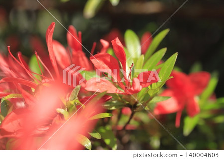 花瓣和葉子都很細的杜鵑花“小月小月” 花瓣和葉子都很細的杜鵑花“小月小月” 140004603