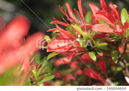 花瓣和葉子都很細的杜鵑花“小月小月” 花瓣和葉子都很細的杜鵑花“小月小月” 140004604