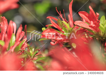 Azalea with thin petals and leaves, "Satsuki Satsuki" Azalea with thin petals and leaves, "Satsuki Satsuki" 140004608