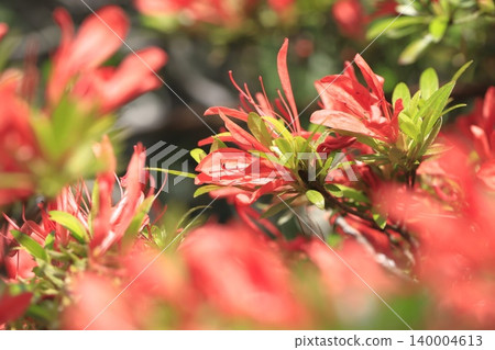Azalea with thin petals and leaves, "Satsuki Satsuki" Azalea with thin petals and leaves, "Satsuki Satsuki" 140004613