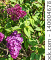 Close-up of beautiful blooming purple lilac flowers in spring. 140004678