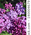 beautiful blooming purple lilac flowers in spring. 140004679
