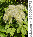 Beautiful fluffy white flowers of Aruncus dioicus (Goatsbeard) blooming in a garden. 140004772