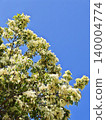 Lush blooming goatsbeard (Aruncus dioicus) bush with fluffy white flowers in a spring garden. 140004774