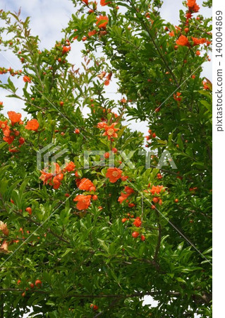 石榴花 - 2026年5月 石榴花 - 2026年5月 140004869