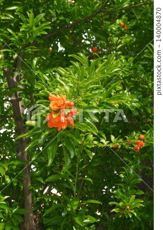 Pomegranate blossoms - May 2026 Pomegranate blossoms - May 2026 140004870