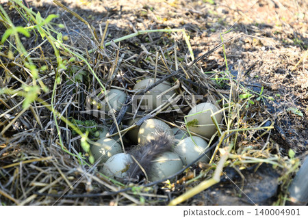 bird's Nest bird's Nest 140004901