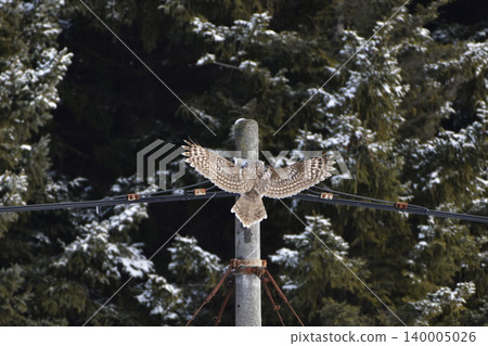 Ezo Owl Ezo Owl 140005026