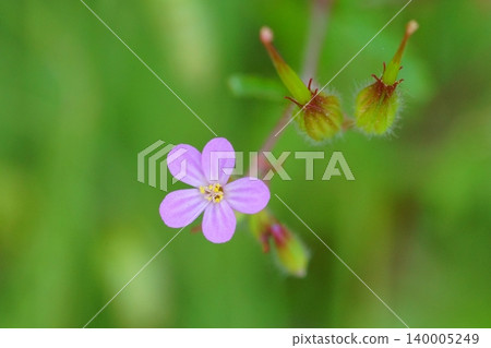 Flower of Himefuro Flower of Himefuro 140005249