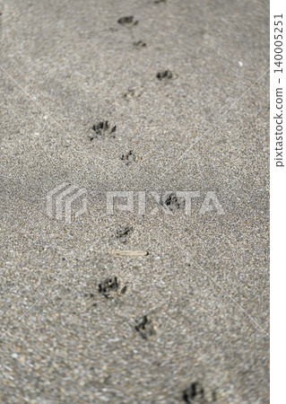 Dog footprints on the beach Dog footprints on the beach 140005251