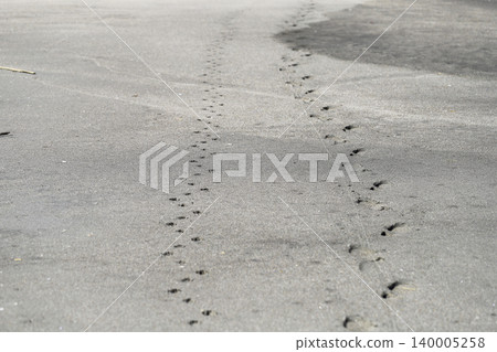 Footprints of people and dogs remaining on the sandy beach Footprints of people and dogs remaining on the sandy beach 140005258
