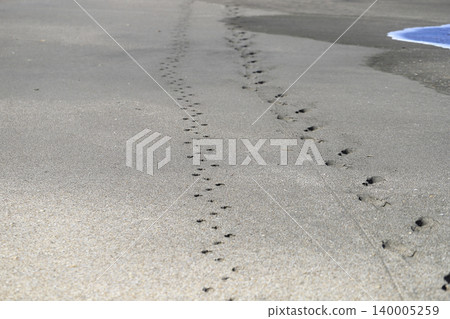 Footprints of people and dogs remaining on the sandy beach Footprints of people and dogs remaining on the sandy beach 140005259