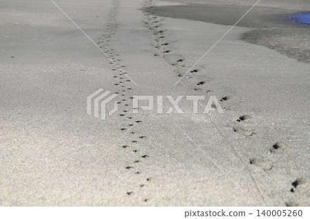 Footprints of people and dogs remaining on the sandy beach Footprints of people and dogs remaining on the sandy beach 140005260