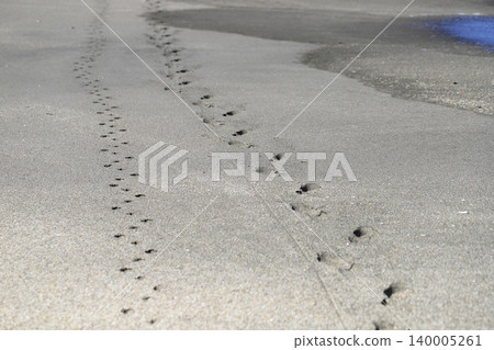 Footprints of people and dogs remaining on the sandy beach Footprints of people and dogs remaining on the sandy beach 140005261