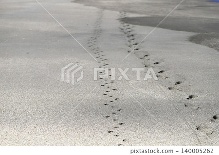 Footprints of people and dogs remaining on the sandy beach Footprints of people and dogs remaining on the sandy beach 140005262