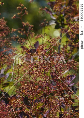 Smoke tree flowers - May 2026 Smoke tree flowers - May 2026 140005355