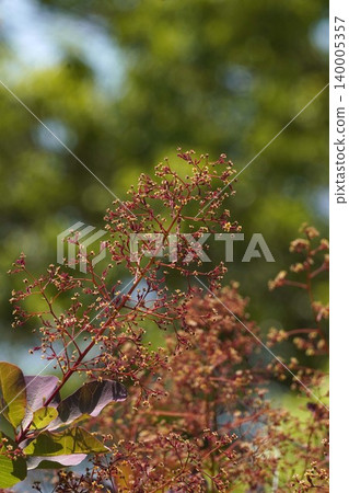 煙樹花 - 2026年5月 煙樹花 - 2026年5月 140005357