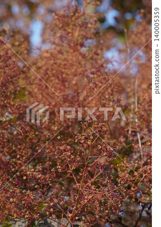 煙樹花 - 2026年5月 煙樹花 - 2026年5月 140005359