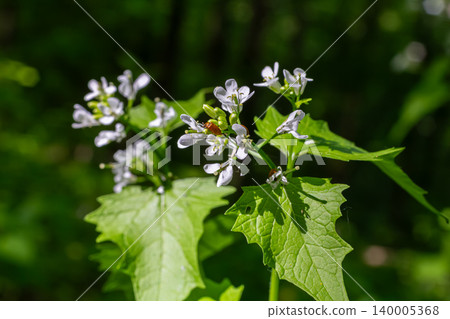 Beautiful garlic mustard flowers blooming in a lush green forest during springtime showcasing their delicate white petals and jagged leaves Beautiful garlic mustard flowers blooming in a lush green forest during springtime showcasing their delicate white petals and jagged leaves 140005368