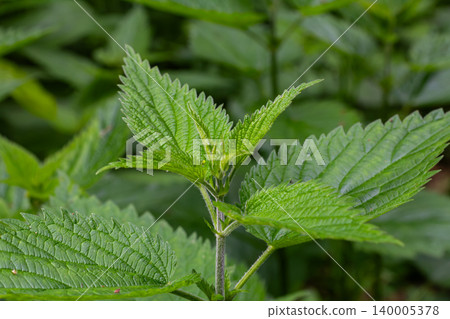 Stinging nettle plant thriving in a lush green environment during the bright summer season Stinging nettle plant thriving in a lush green environment during the bright summer season 140005378