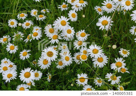 Bright cluster of Leucanthemum vulgare blooms in a sunny meadow showcasing vibrant white petals and yellow centers during late spring Bright cluster of Leucanthemum vulgare blooms in a sunny meadow showcasing vibrant white petals and yellow centers during late spring 140005381