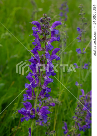 Purple flowering Meadow Clary blooms abundantly in a lush green meadow during late spring in a temperate region showcasing vibrant natural beauty 140005384