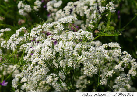 Hedge bedstraw in full bloom with delicate white flowers against a vibrant green background Hedge bedstraw in full bloom with delicate white flowers against a vibrant green background 140005392