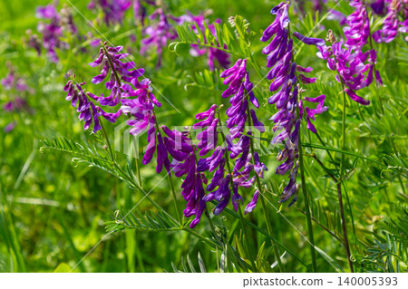Tufted vetch blossoms flourish in a green meadow during late spring sunshine highlighting their vibrant purple hues Tufted vetch blossoms flourish in a green meadow during late spring sunshine highlighting their vibrant purple hues 140005393