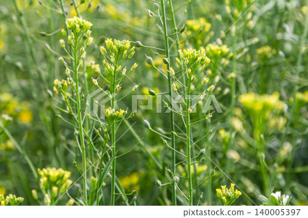 Bristly oxtongue blossoms in a sunny meadow during springtime showcasing vibrant yellow flowers against a lush green backdrop Bristly oxtongue blossoms in a sunny meadow during springtime showcasing vibrant yellow flowers against a lush green backdrop 140005397