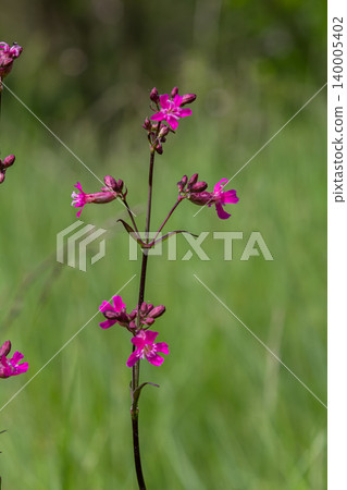Viscaria vulgaris blooms in a natural habitat showcasing vibrant pink flowers during early summer in a grassy field 140005402