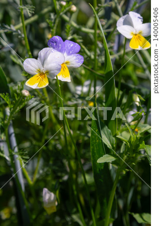 Beautiful wild pansy blooms of Viola tricolor showcasing vibrant colors in a natural garden setting during late spring Beautiful wild pansy blooms of Viola tricolor showcasing vibrant colors in a natural garden setting during late spring 140005406