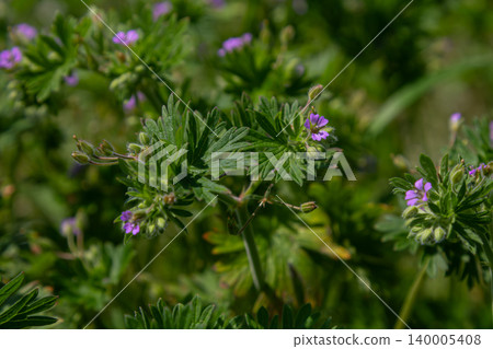 Geranium purpureum Little Robin blooms in a lush green habitat during spring season showcasing vibrant purple flowers 140005408
