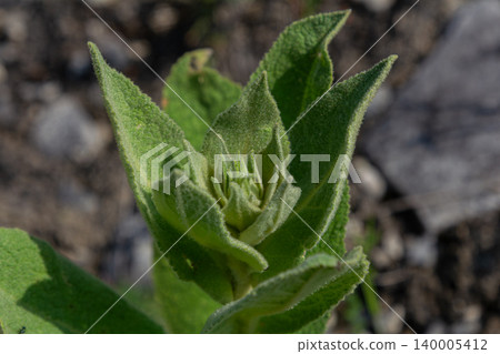 Common mullein plant with emerging leaves in a natural setting showcasing early growth stages during spring Common mullein plant with emerging leaves in a natural setting showcasing early growth stages during spring 140005412