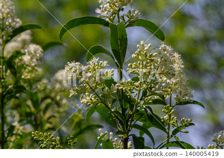 Wild privet shrub blooming with white flowers under soft sunlight in a natural setting during springtime Wild privet shrub blooming with white flowers under soft sunlight in a natural setting during springtime 140005419