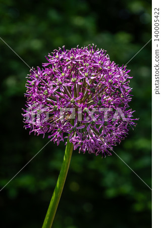 Round-headed leek blooms in vibrant purple showcasing its spherical flower structure in a garden setting during late spring Round-headed leek blooms in vibrant purple showcasing its spherical flower structure in a garden setting during late spring 140005422