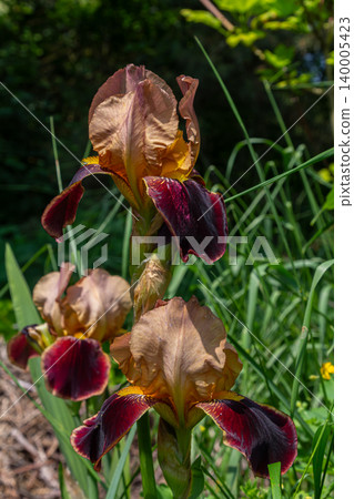 Beautiful iris flowers bloom vibrantly in a lush green garden during the sunny spring season showcasing their unique colors and intricate petal designs Beautiful iris flowers bloom vibrantly in a lush green garden during the sunny spring season showcasing their unique colors and intricate petal designs 140005423