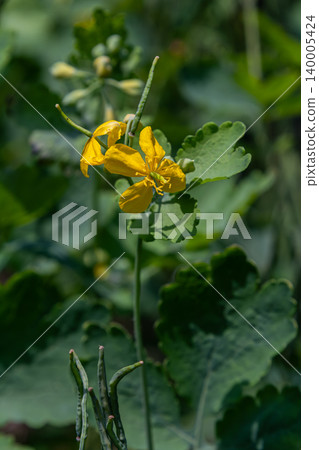 Bright yellow flowers of Chelidonium majus bloom abundantly in a lush green landscape during late spring showcasing their distinctive petals and foliage Bright yellow flowers of Chelidonium majus bloom abundantly in a lush green landscape during late spring showcasing their distinctive petals and foliage 140005424