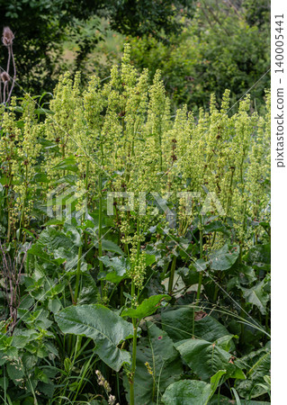 Clustered Dock and Curly Dock thrive in lush green surroundings showcasing their distinct flowering spikes in a vibrant landscape Clustered Dock and Curly Dock thrive in lush green surroundings showcasing their distinct flowering spikes in a vibrant landscape 140005441
