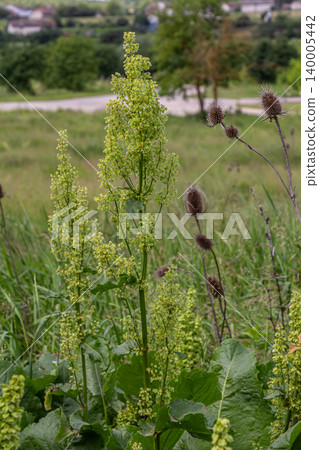 Clustered dock and curly dock plants thriving in a lush green field during late spring showcasing their vibrant yellow flowers and tall stalks under a clear sky Clustered dock and curly dock plants thriving in a lush green field during late spring showcasing their vibrant yellow flowers and tall stalks under a clear sky 140005442
