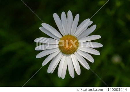 Oxeye Daisy blooms beautifully in a lush green meadow under bright sunlight during the summer season Oxeye Daisy blooms beautifully in a lush green meadow under bright sunlight during the summer season 140005444
