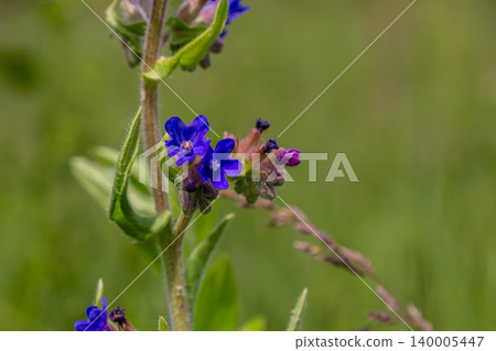 Common bugloss flowers blooming in a green meadow during late spring showcasing vibrant blue petals and budding flowers under natural sunlight Common bugloss flowers blooming in a green meadow during late spring showcasing vibrant blue petals and budding flowers under natural sunlight 140005447