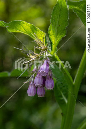 Common comfrey blooms with purple flowers showcasing delicate beauty in a lush green environment during springtime growth 140005453