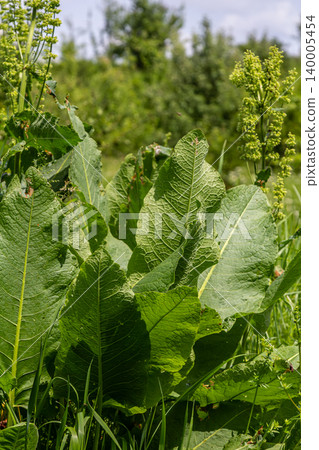 Clustered Dock and Curly Dock thrive in a lush green field during early summer showcasing their broad leaves and flowering stalks Clustered Dock and Curly Dock thrive in a lush green field during early summer showcasing their broad leaves and flowering stalks 140005454