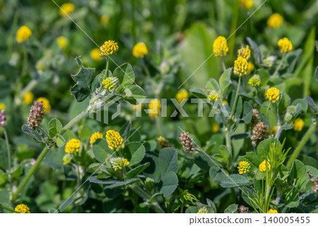 Yellow flowers of Trifolium campestre bloom abundantly in a sunny field during late spring attracting pollinators and brightening the landscape 140005455