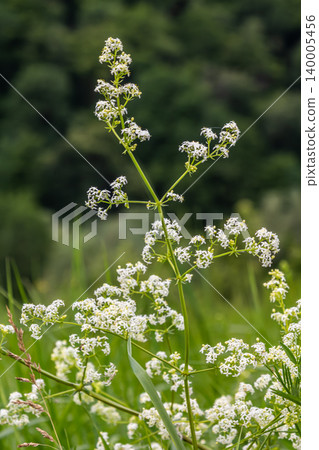Blooming white hedge bedstraw in a green field on a sunny day showcasing delicate flowers and lush surroundings in a natural setting 140005456