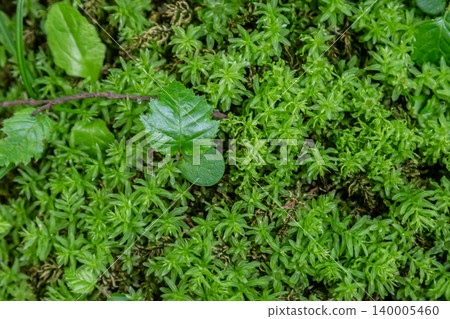 Vibrant green foliage of Carpinus betulus and lush moss on the forest floor in springtime displaying the beauty of nature Vibrant green foliage of Carpinus betulus and lush moss on the forest floor in springtime displaying the beauty of nature 140005460